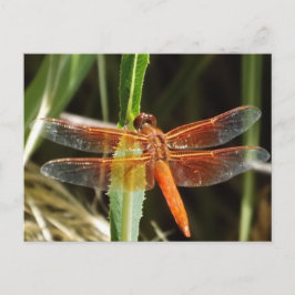 Dragonfly Postcard Vykort