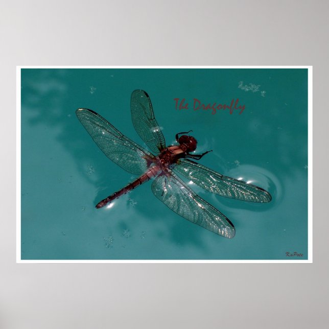Dragonfly Poster (Framsidan)