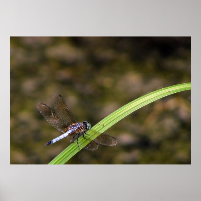 Dragonfly Poster (Framsidan)