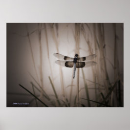 Dragonfly Poster