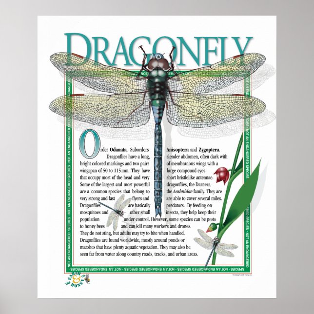 Dragonfly Poster (Framsidan)