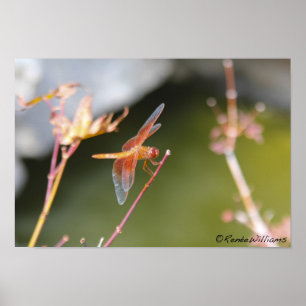 Dragonfly Poster