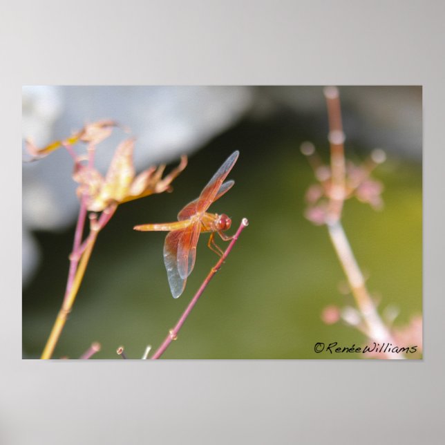Dragonfly Poster (Framsidan)