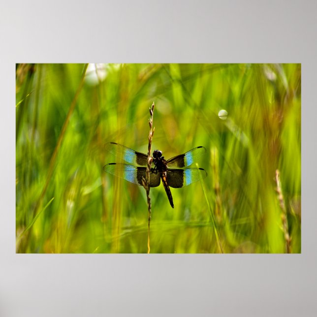 Dragonfly Poster (Framsidan)