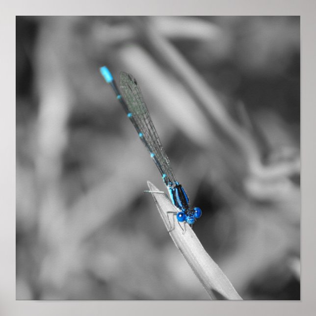 Dragonfly Poster (Framsidan)