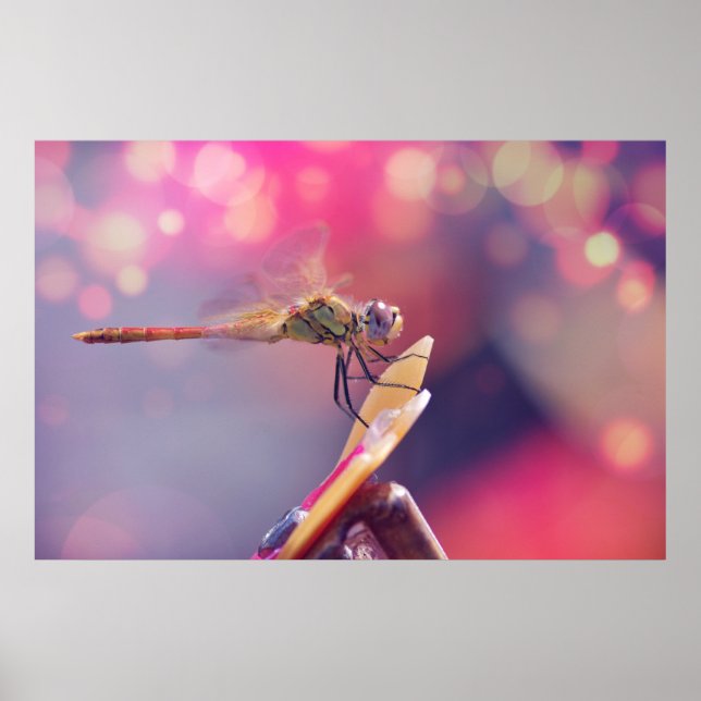 Dragonfly Poster (Framsidan)