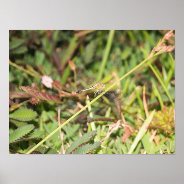 Dragonfly Poster (Framsidan)