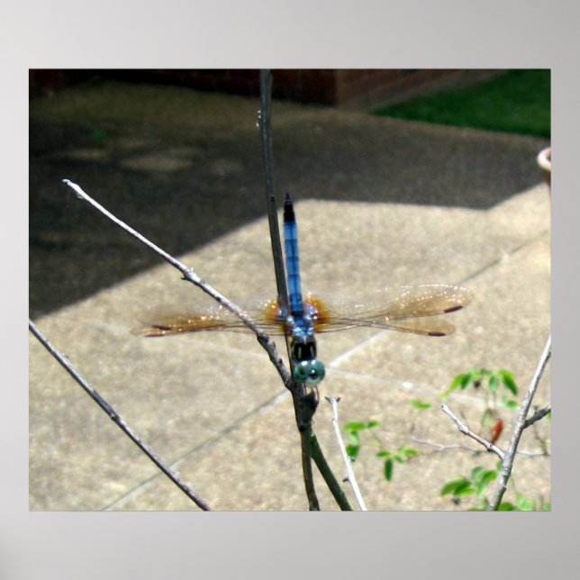 Dragonfly Poster (Framsidan)