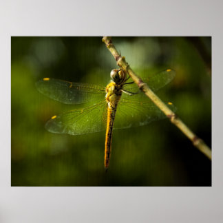Dragonfly Poster