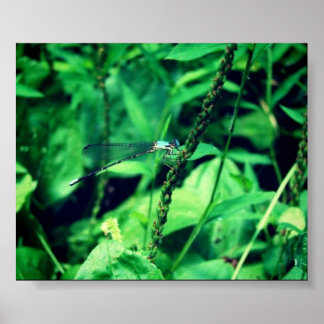 Dragonfly Poster