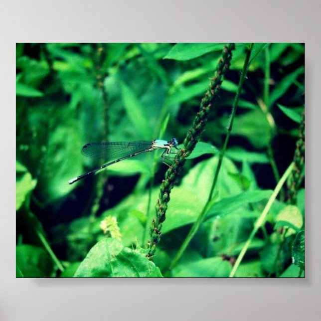 Dragonfly Poster (Framsidan)