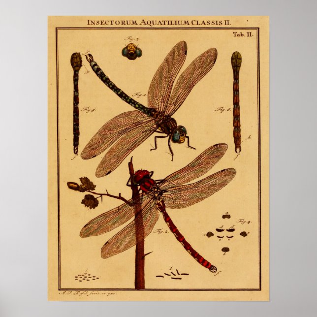 Dragonfly Poster (Framsidan)