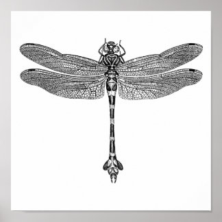 Dragonfly Poster