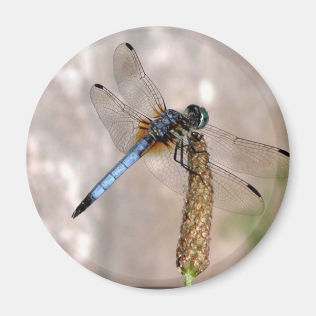 Dragonfly /Round Magnet (Framsidan)