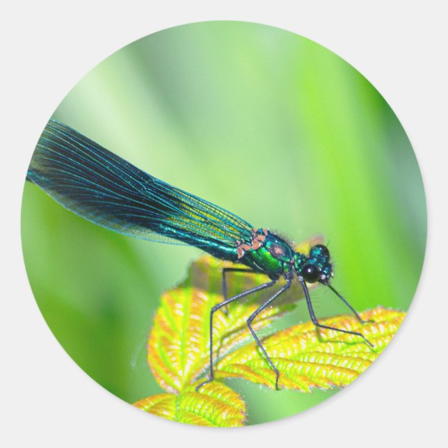 Dragonfly Runt Klistermärke (Framsida)