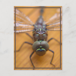 Dragonfly ser dig vykort