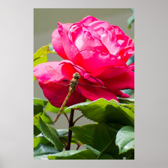 Dragonfly sitta på röd ros-blomman poster (Framsidan)