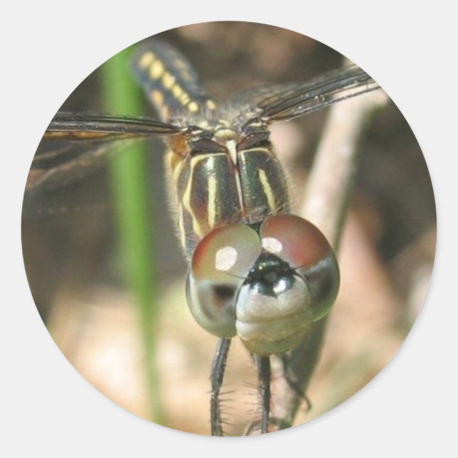 "Dragonfly Smile"-märket Lakan Runt Klistermärke (Framsida)