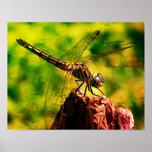 Dragonfly stäng upp naturen Disted Art Poster