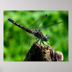 Dragonfly stäng upp naturen poster
