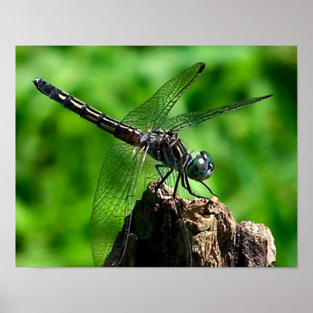 Dragonfly stäng upp naturen poster (Framsidan)