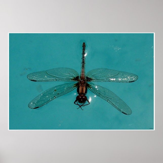 Dragonfly still Life 1 Poster (Framsidan)