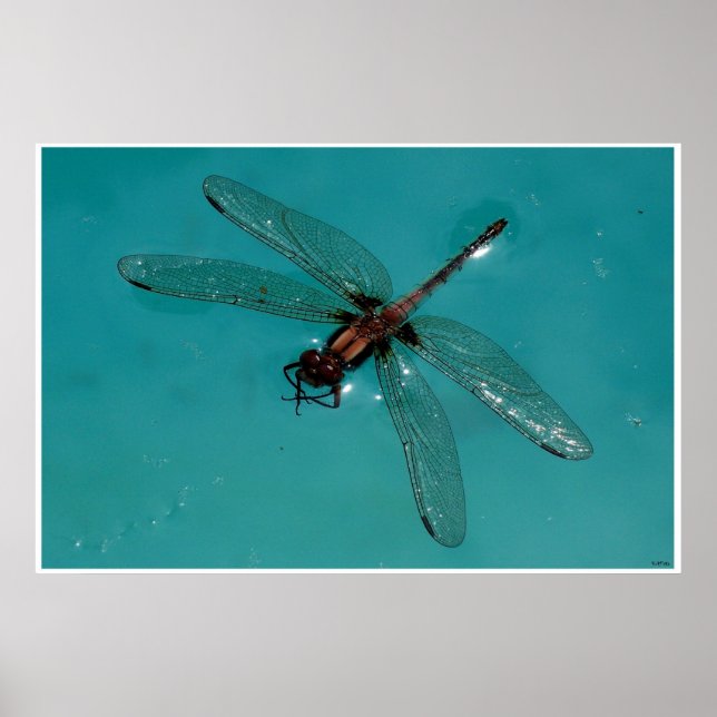Dragonfly still Life 2 Poster (Framsidan)