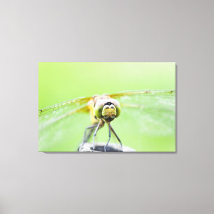Dragonfly (Sympetrum infuscatum) 2 Canvastryck