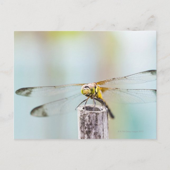 Dragonfly (Sympetrum infuscatum) 2 Vykort (Framsida)