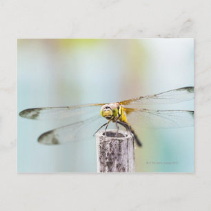 Dragonfly (Sympetrum infuscatum) 2 Vykort