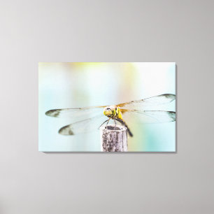 Dragonfly (Sympetrum infuscatum) Canvastryck