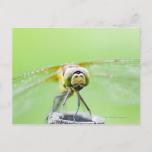 Dragonfly (Sympetrum infuscatum) Vykort