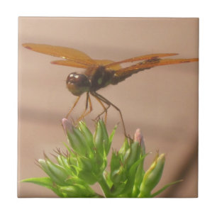 Dragonfly Tile Kakelplatta