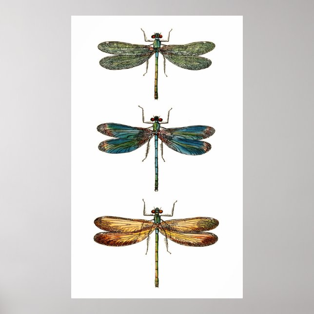 Dragonfly Trio Poster (Framsidan)