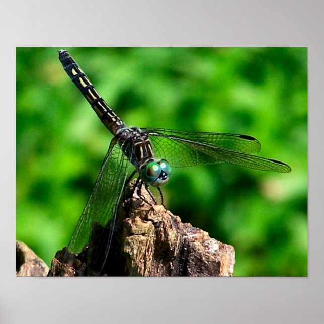 Dragonfly vid Träd Stump stäng upp Poster (Framsidan)