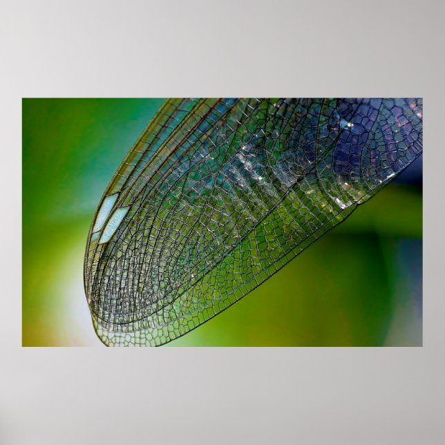 Dragonfly vingar naturnära insekt poster (Framsidan)