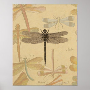 Dragonfly Vintage Antique Classic Nature Poster