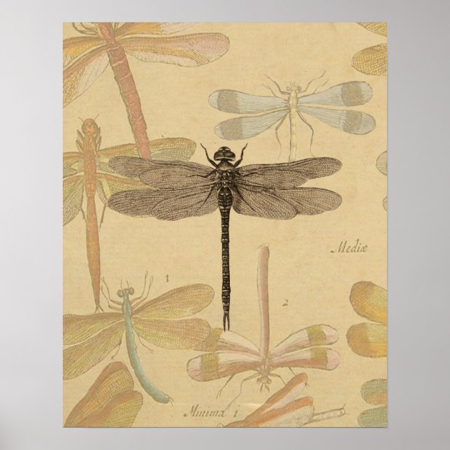 Dragonfly Vintage Antique Classic Nature Poster (Framsidan)