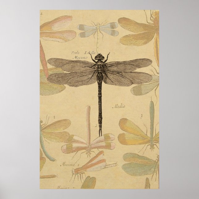 Dragonfly Vintage Antique Classic Teckning Poster (Framsidan)