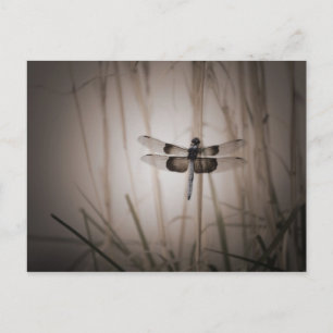 Dragonfly - Vintagens utseende Vykort