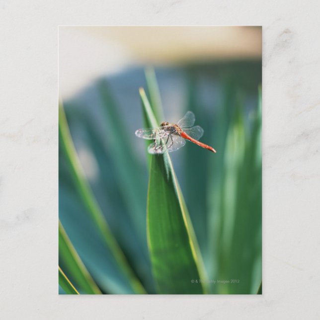 Dragonfly Vykort (Framsida)