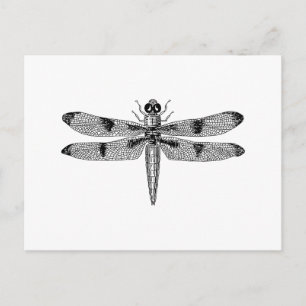 Dragonfly Vykort