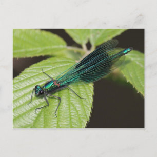 Dragonfly Vykort