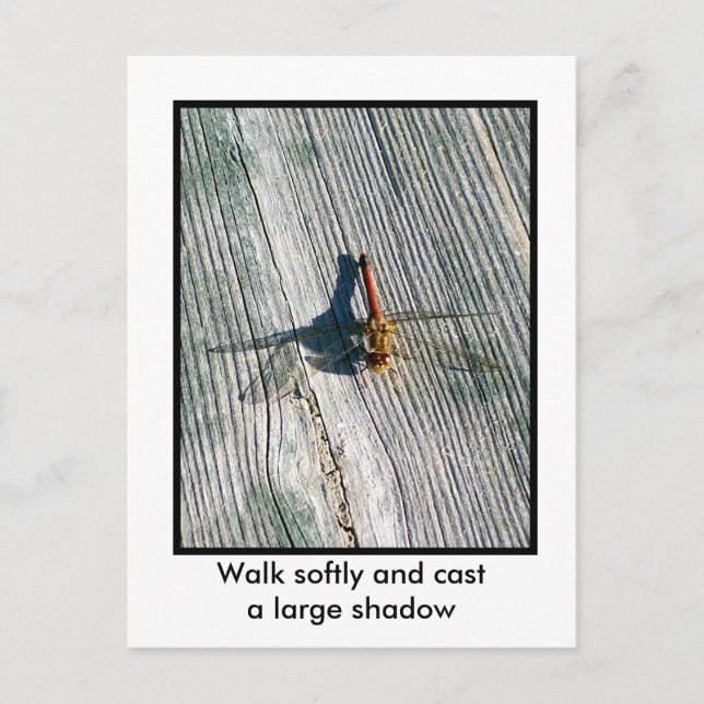 Dragonfly Vykort (Framsida)