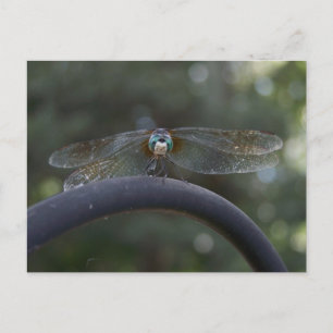 Dragonfly Vykort
