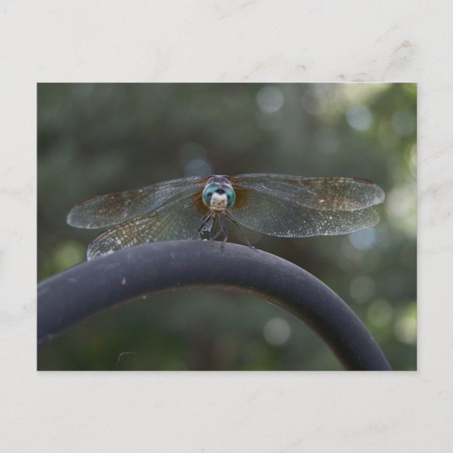 Dragonfly Vykort (Framsida)