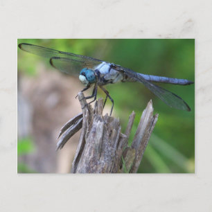 Dragonfly Vykort