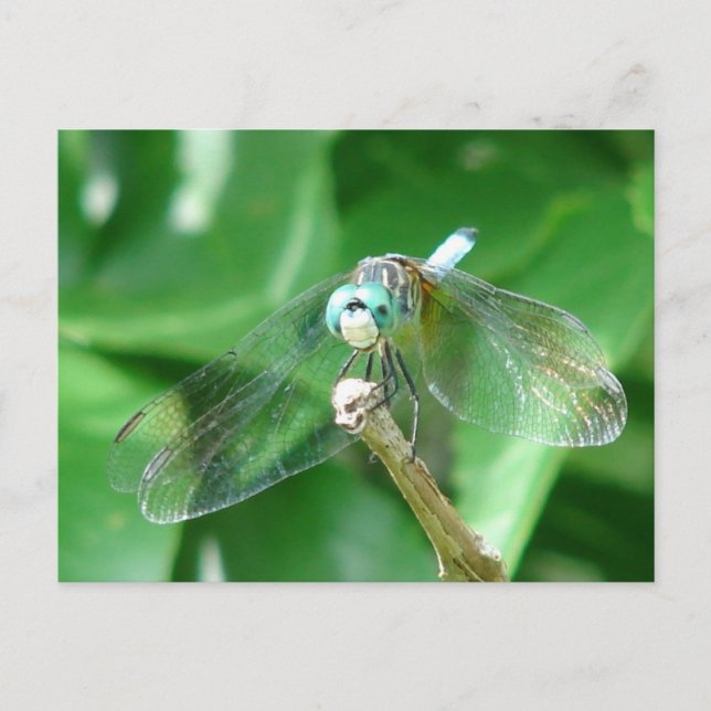 Dragonfly Vykort (Framsida)