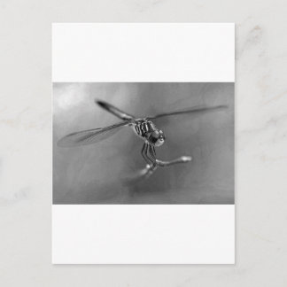 Dragonfly Vykort