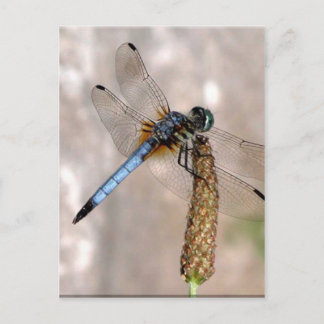 Dragonfly! Vykort